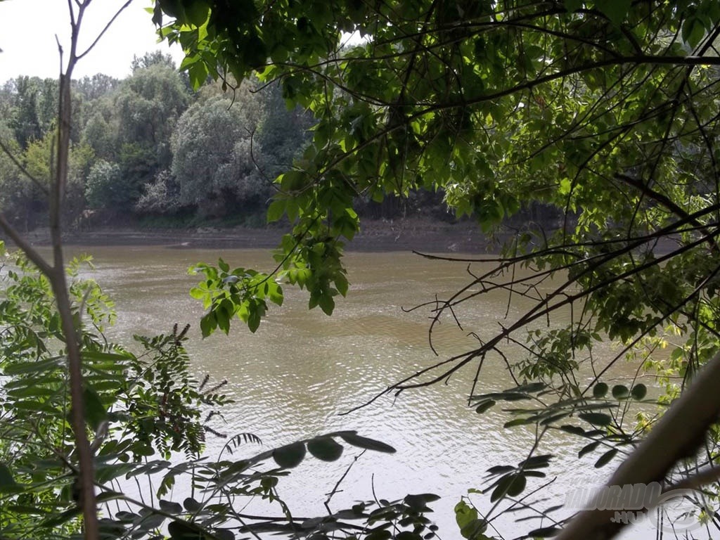 A szőke Tisza, meglesve