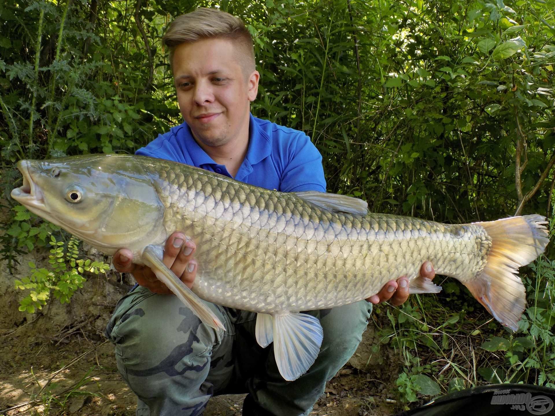 Ha ráérzünk az amurok által preferált csalogatóanyagokra, akkor sűrűn lehet fárasztásban részünk