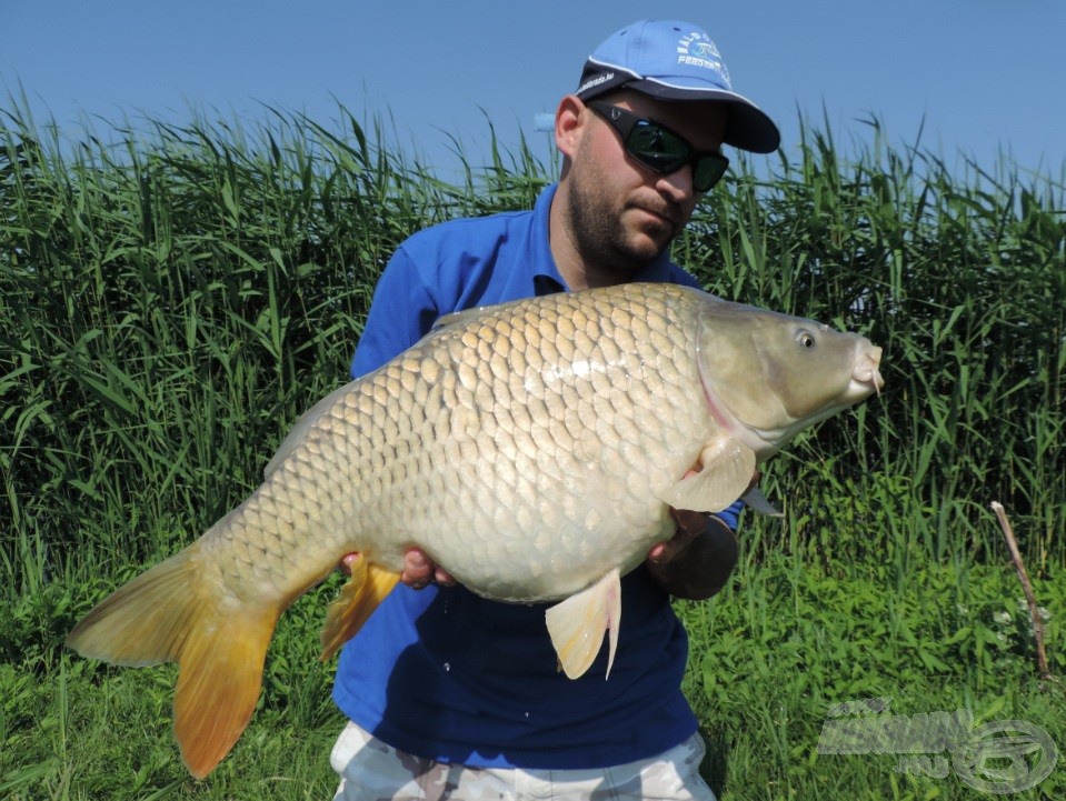 Egy 12 kg-os falánk, pocakos