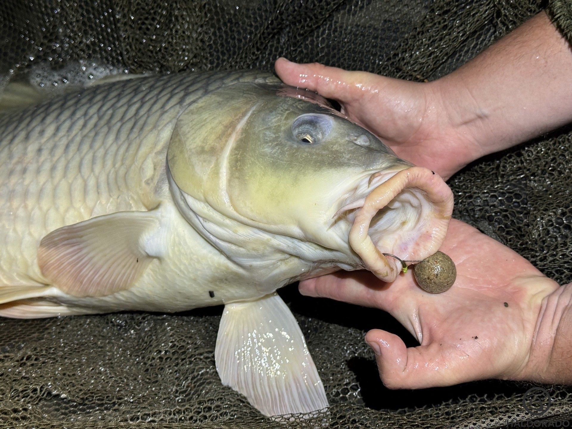 Nem hétköznapi száj