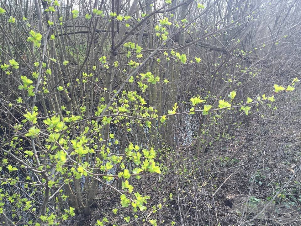 Tagadhatatlanul tavasz van…A természet is végre zöld ruhába öltözik a kopár, dermedt téli hónapok után