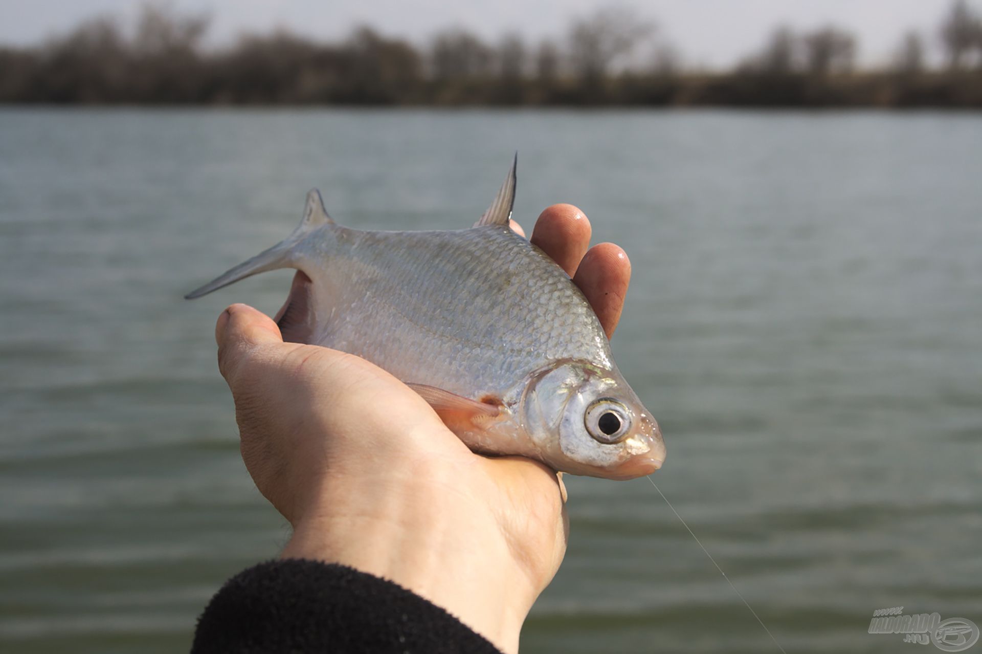 Tenyeres karika kívánta meg az élő csalit