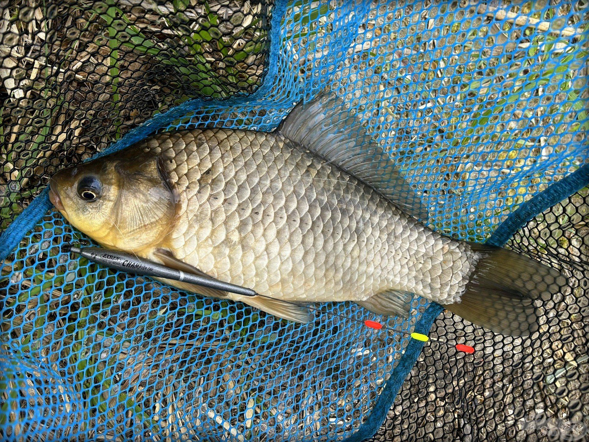 Exner Champion Carp: az abszolút favorit és személyes kedvencem