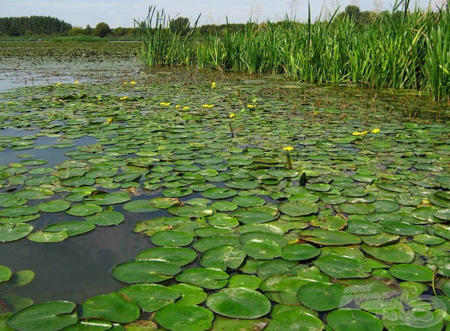 „Tisza-virágok”