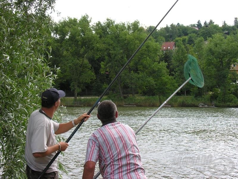 A Zergetollas Kazuárok madarászás közben