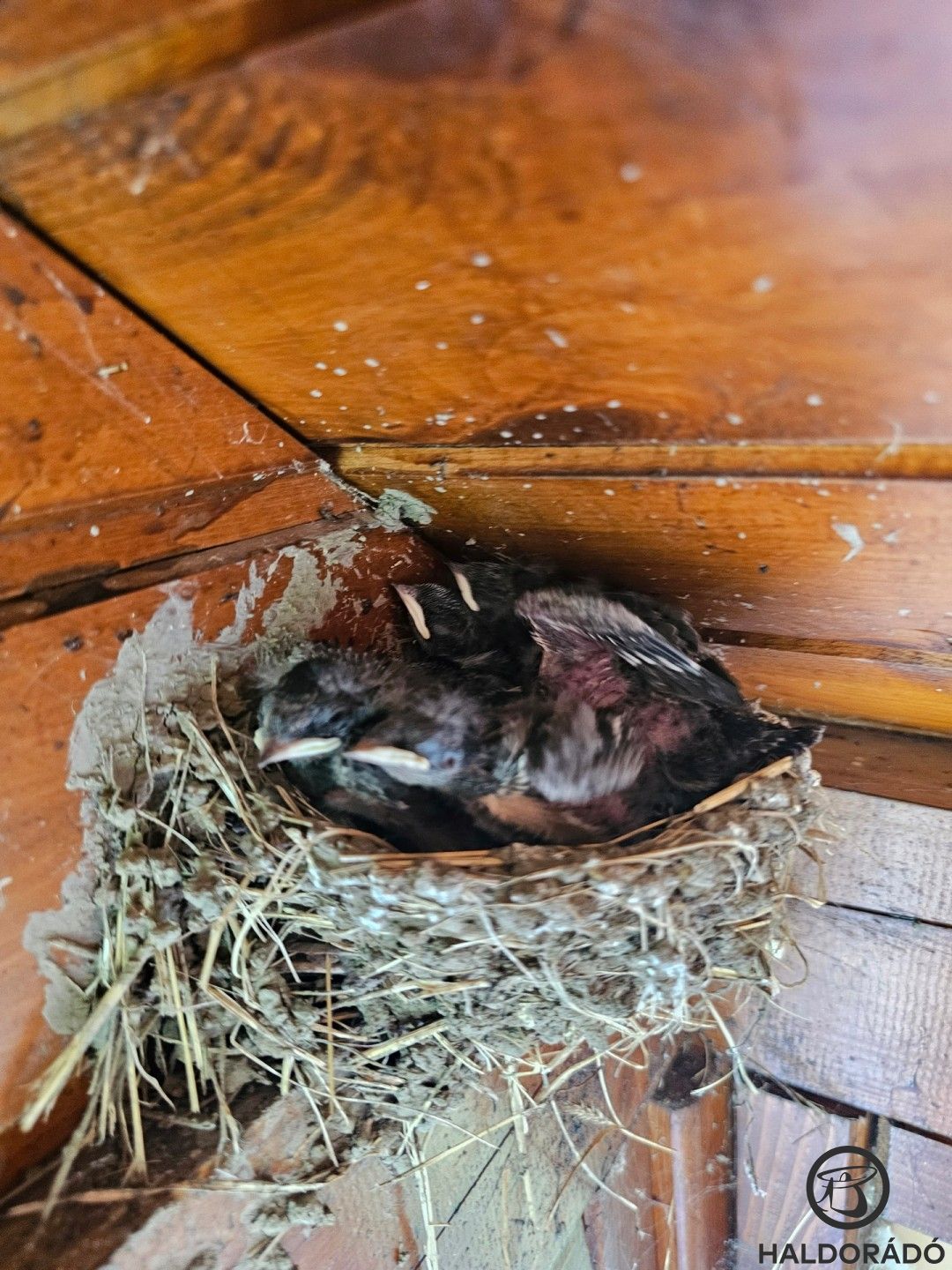 A kis ház teteje alá befészkelt egy fecskecsalád. Mindig nagy öröm látni őket