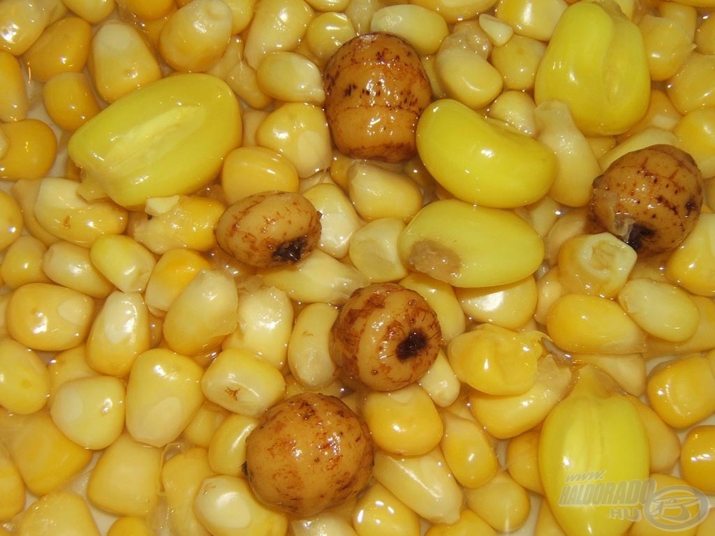 Így néznek ki az XT kukoricák