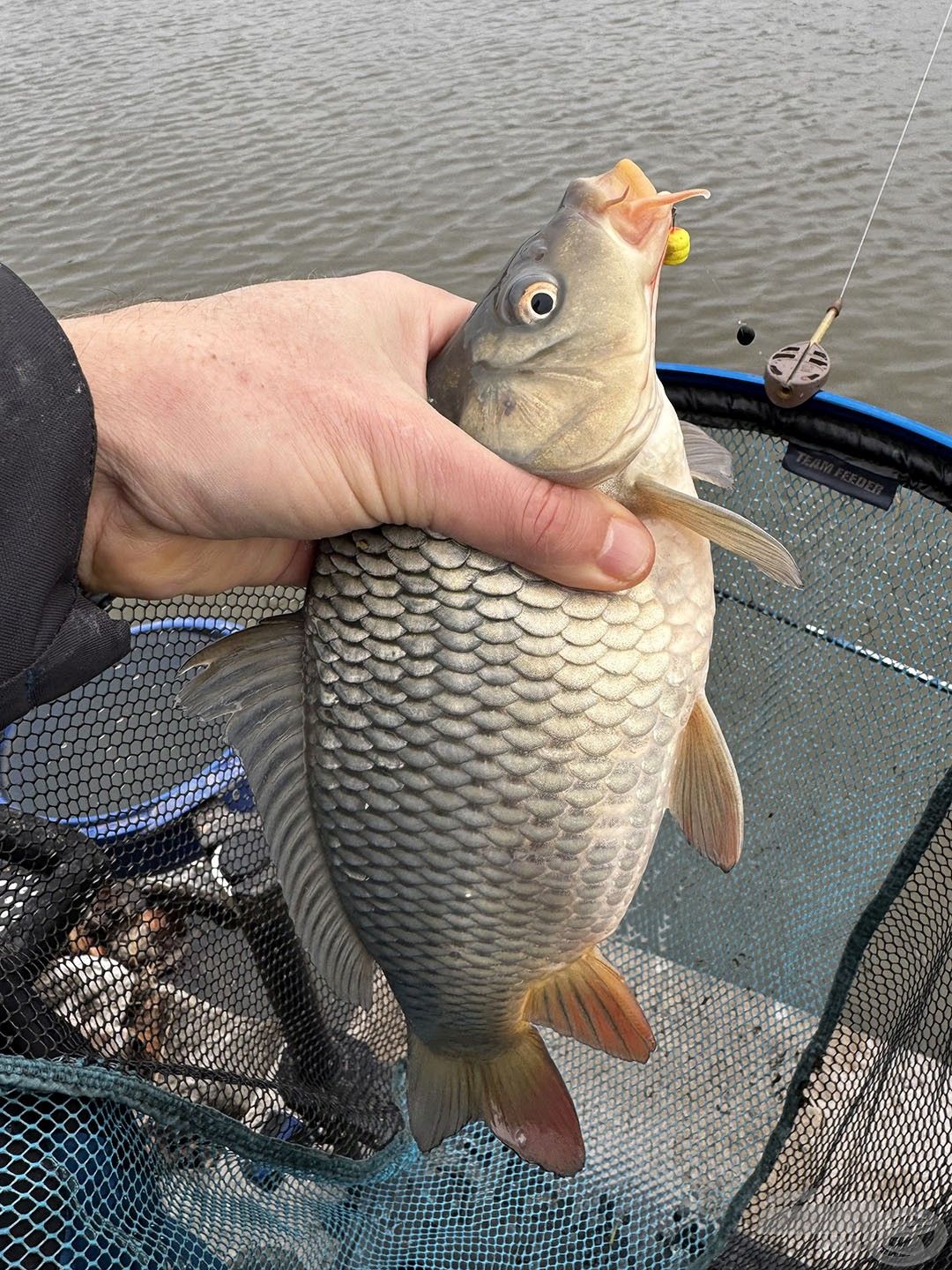 Nagyon jó a tó természetes szaporulata, ezek az 1 kg körüli pontyok a legmohóbbak. Gyakorta nem könnyű őket szelektálni, de nem megoldhatatlan feladat