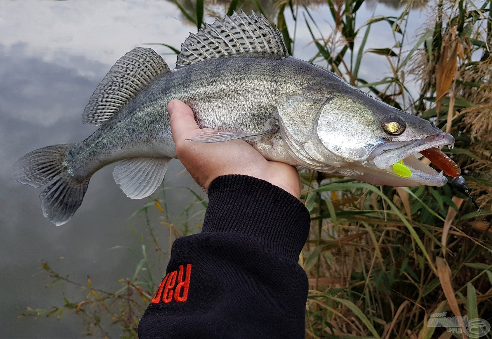 Az impulzív és fantasztikusan csábító mozgású STORM Mangrove Minnow egy igazi süllőmágnes, kiváló alternatívát kínál az álló- és folyóvízi pergetőknek egyaránt