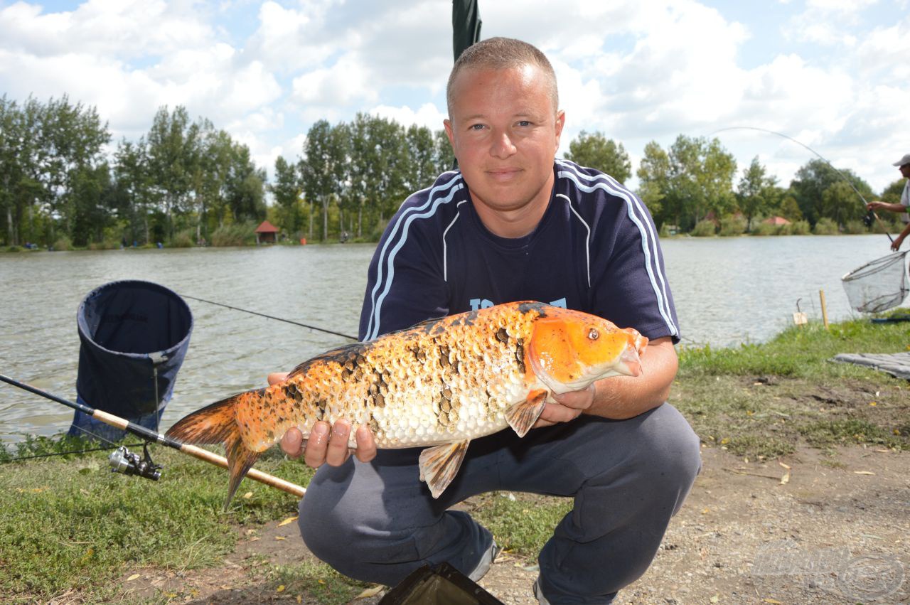 Kuriózumként egy gyönyörű koiponty