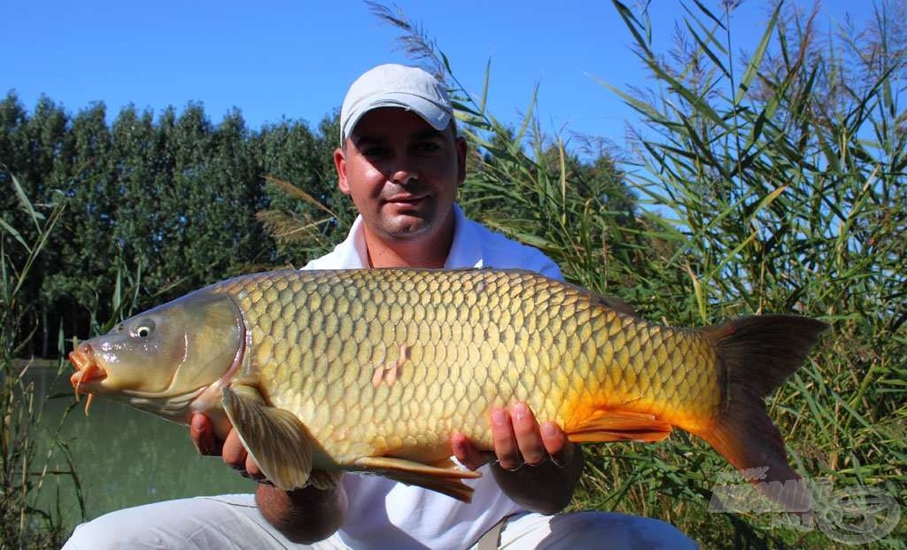 Nem sokkal 9 után a keskeny szektorban csalta horogra Koperveisz Sándor (Blöff Team) ezt a 6 kg feletti tőpontyot