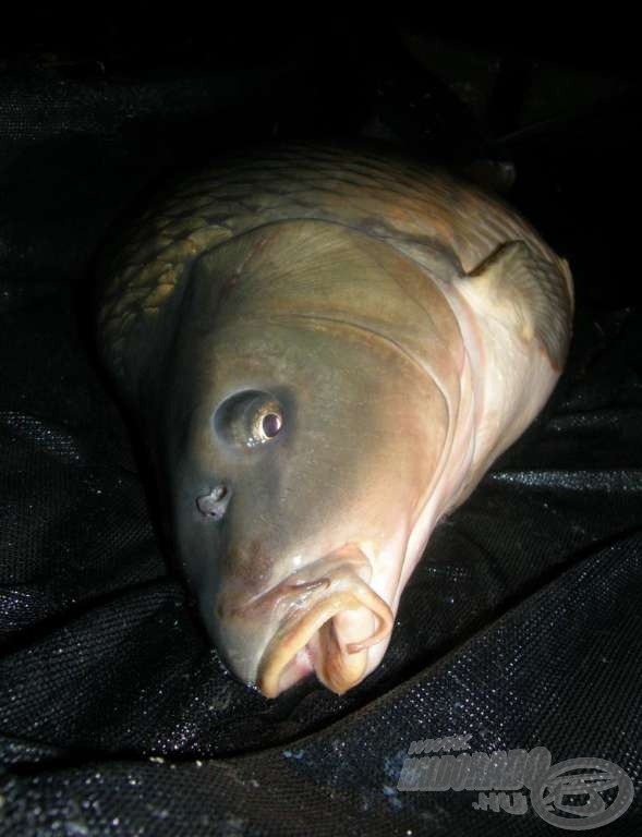 Kukucs (15,5 kg)