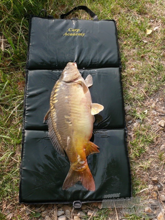 A Carp Academy Basic pontymatrac ideális az átlagos méretű halakhoz