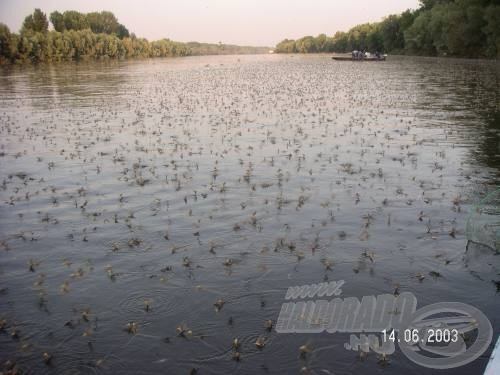 Kanizsán is virágzott a Tisza