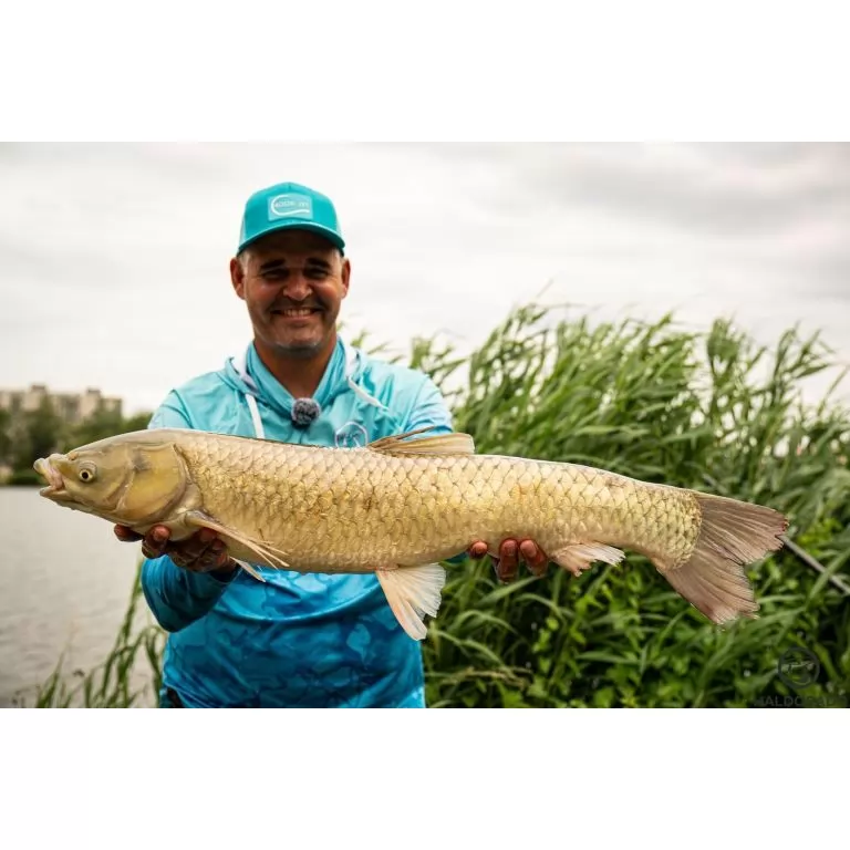By Döme Kaiwo Gold Method Feeder 330L horgászbot / 7