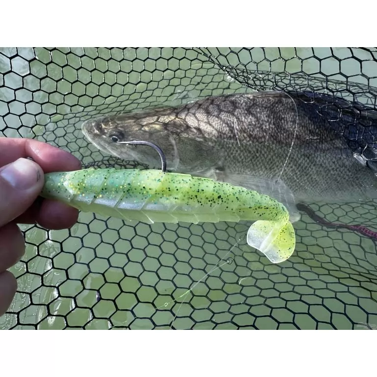 FRAPP Geko 11,5 cm - 23 / 5