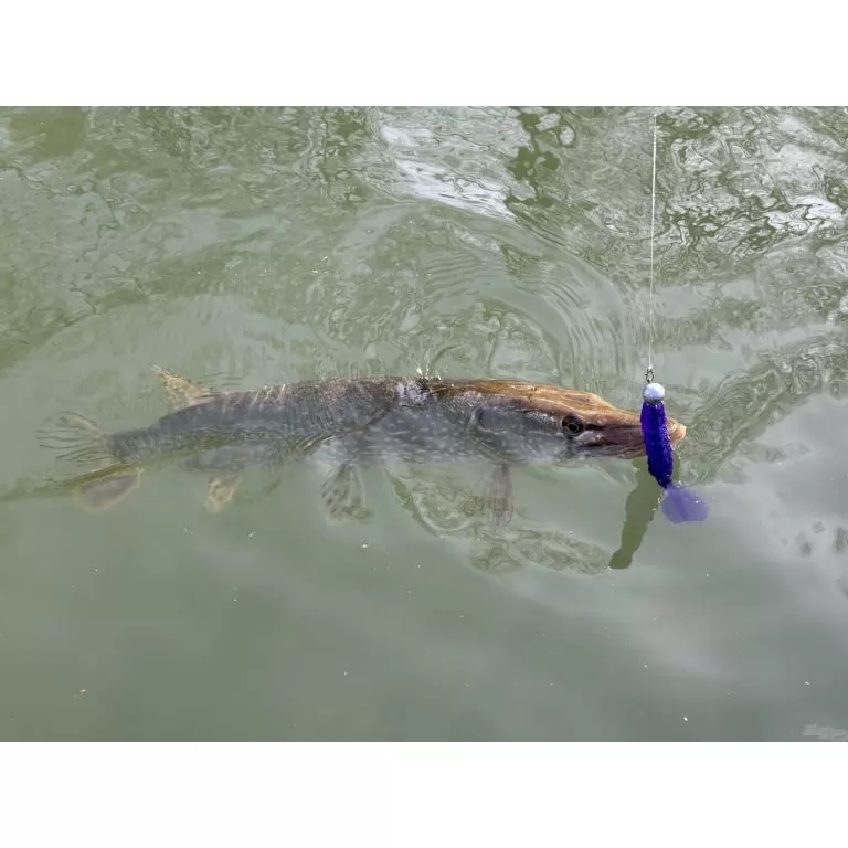 FRAPP Geko 11,5 cm - 25 / 6