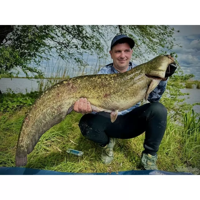 HALDORÁDÓ Catfish Rig 8 - Csalikarikás élőhalas előke / 5