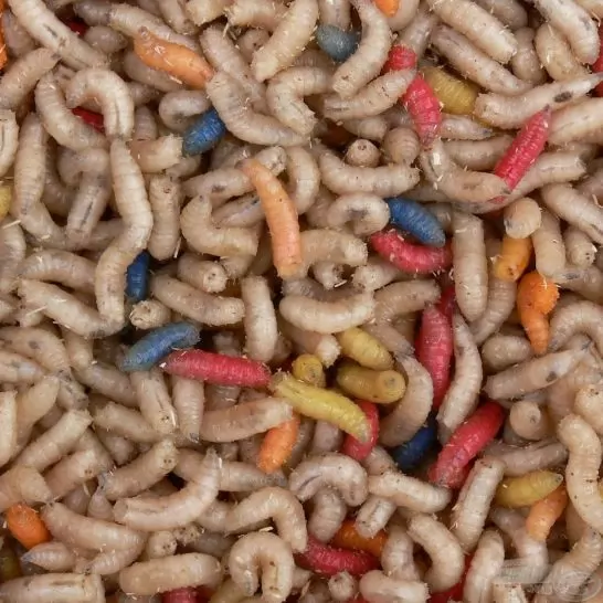 Magic Maggot csontkukac - vegyes 0,5 L