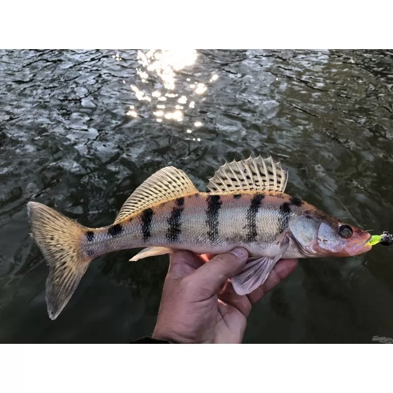 NEVIS Impulse Shad 7,5 cm - Fehér / 3