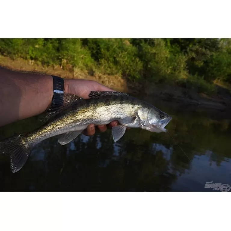 SALMO Sparky Shad SS4S SHS SALMO Sparky Shad SS4S SHS