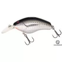 TAMURA Cranky fat - Albino